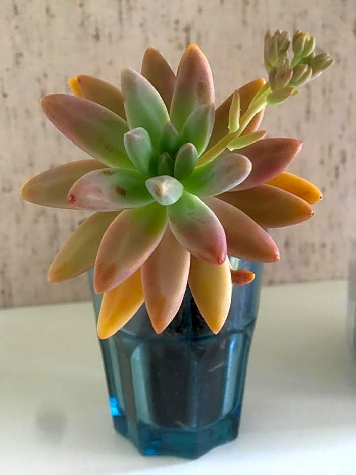 B&B La Fenice sul Lago