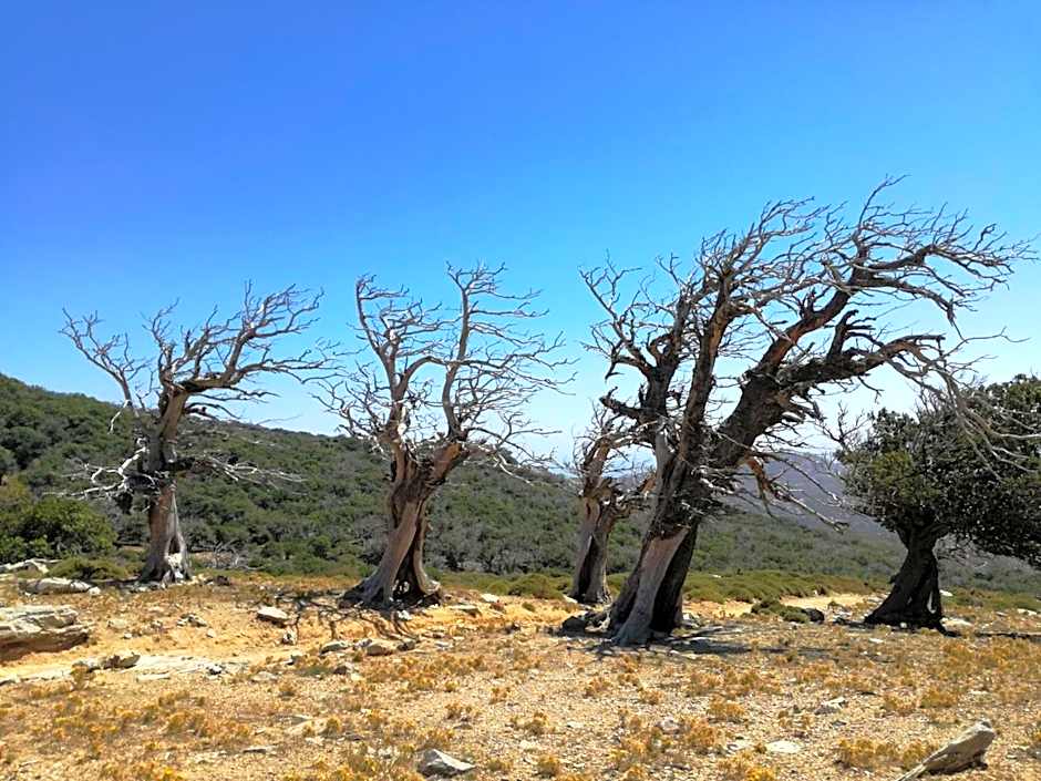 Gikas Apartments Triple Studio Sea View B7