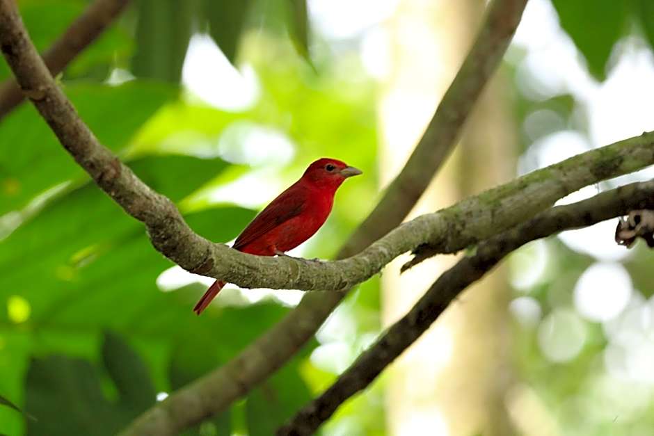 Chachagua Rainforest Hotel & Hot Springs
