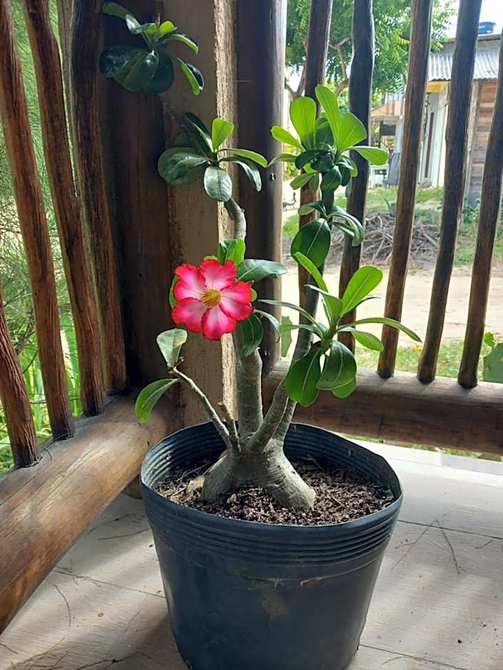 Residencial Villa Jeri - ground floor apartment 300m from the beach