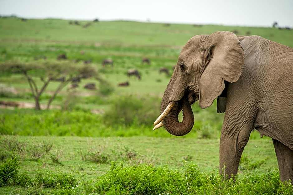 Lake Ndutu Luxury Tented Lodge