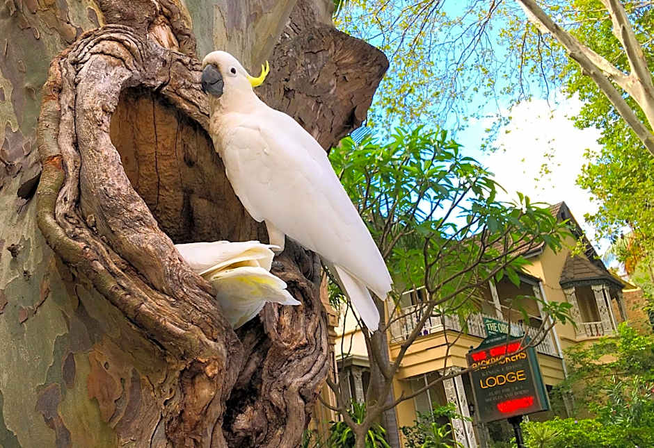 Original Backpackers