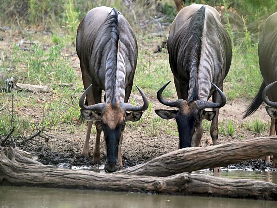 Makumu Private Game Lodge