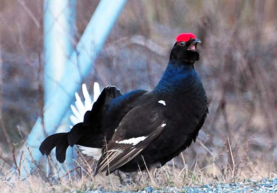 Senja Fjordhotell and Apartments