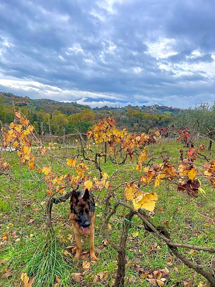 Donna Vittori - Borgo Agricolo