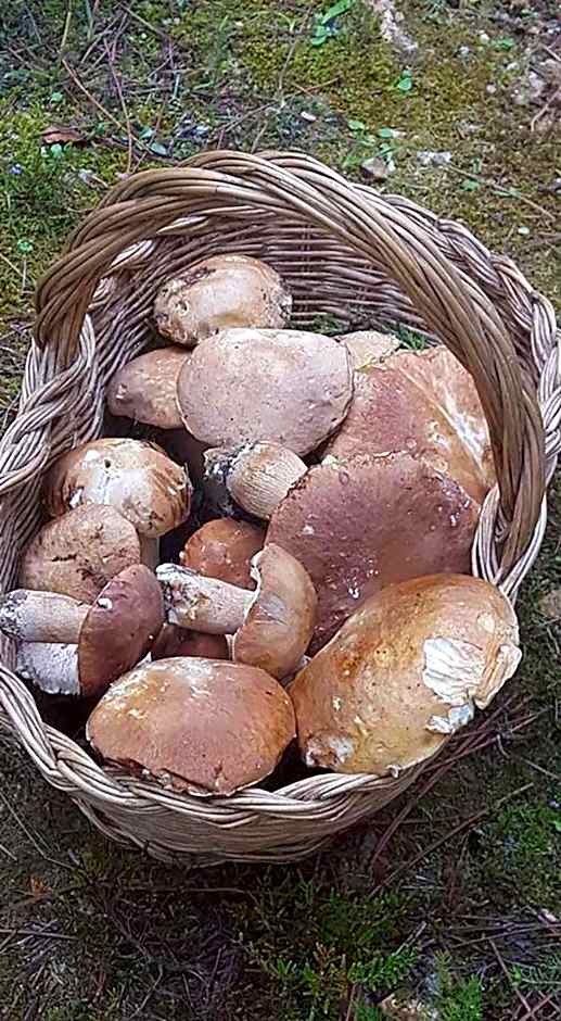 Bed And Breakfast Belvedere