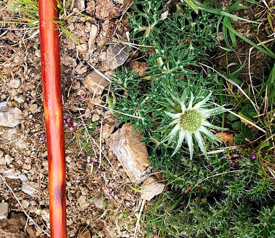 Logis Hotel Xoko-Goxoa