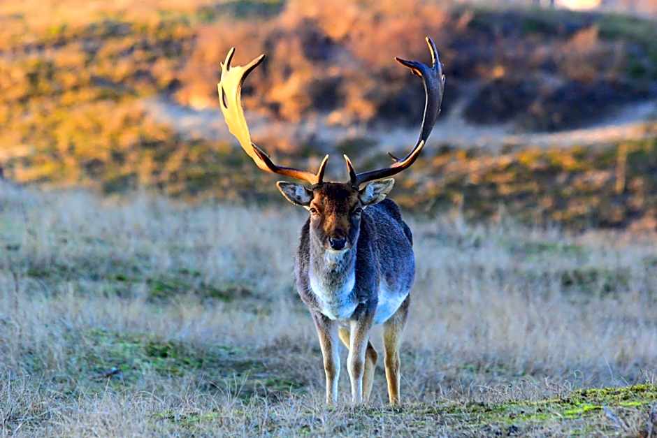 Duin-Vliet - Free parking