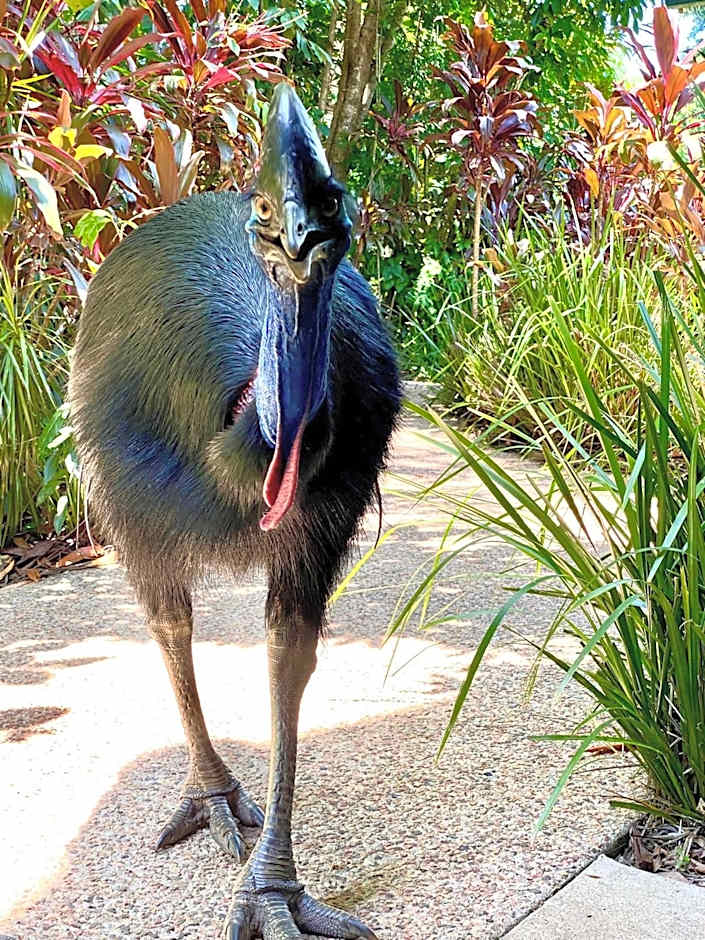 Jackaroo Treehouse Rainforest Retreat