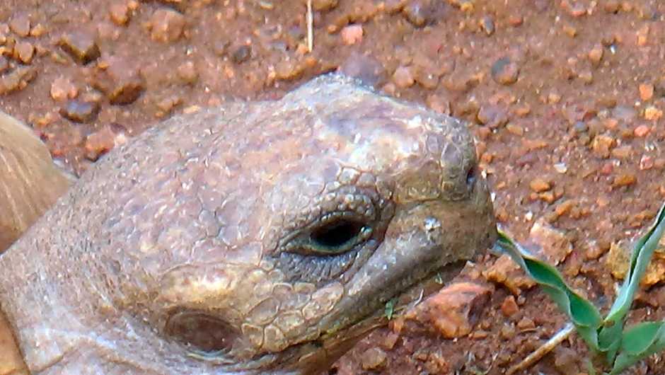 White Elephant Safaris