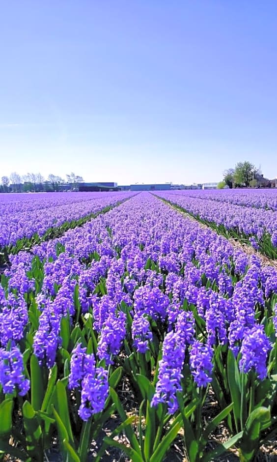 B&Bslapenopeeneiland