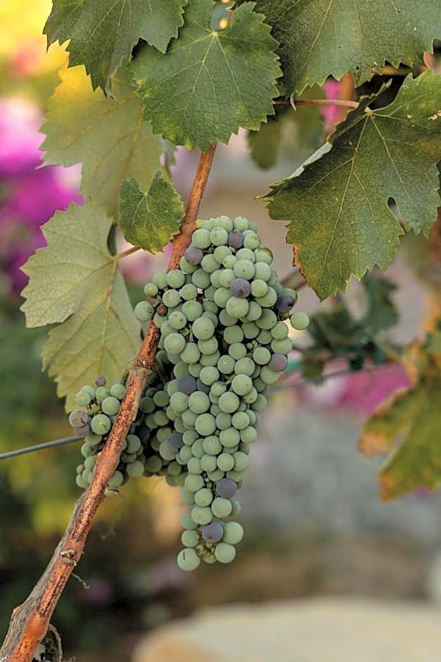 Tres Vides Hotel Boutique