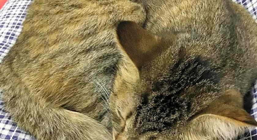 Petit Hotel Kurumi and Milk