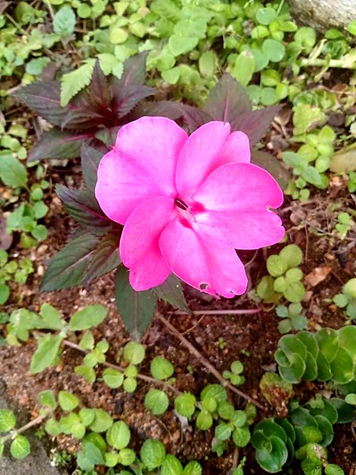 QUINTAL DO SON CHALÉS