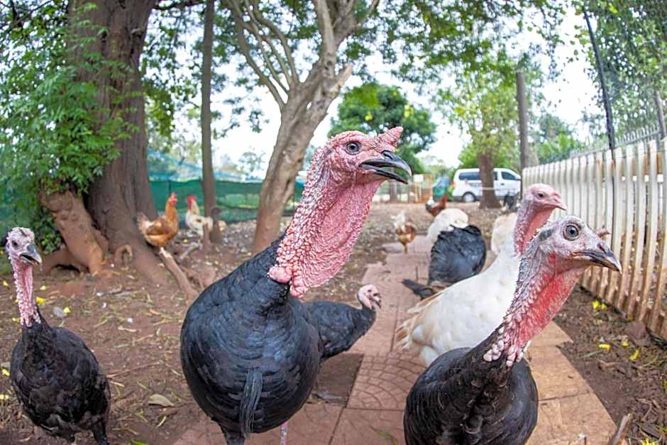 Batchelor Butterfly Farm