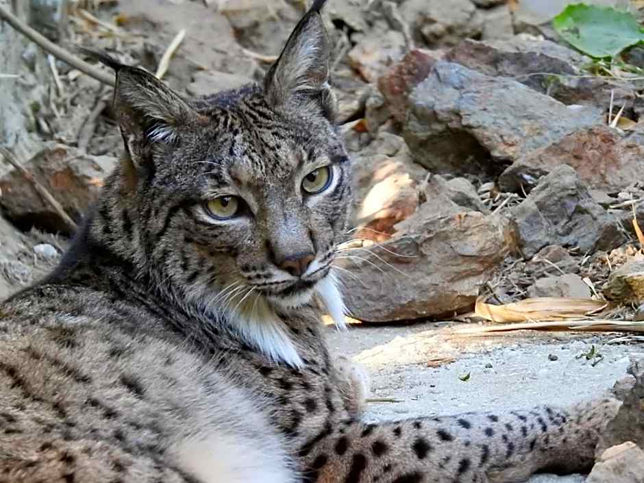 Hotel Selwo Lodge - Animal Park Tickets Included