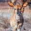 Minara Private Boutique Game Lodge