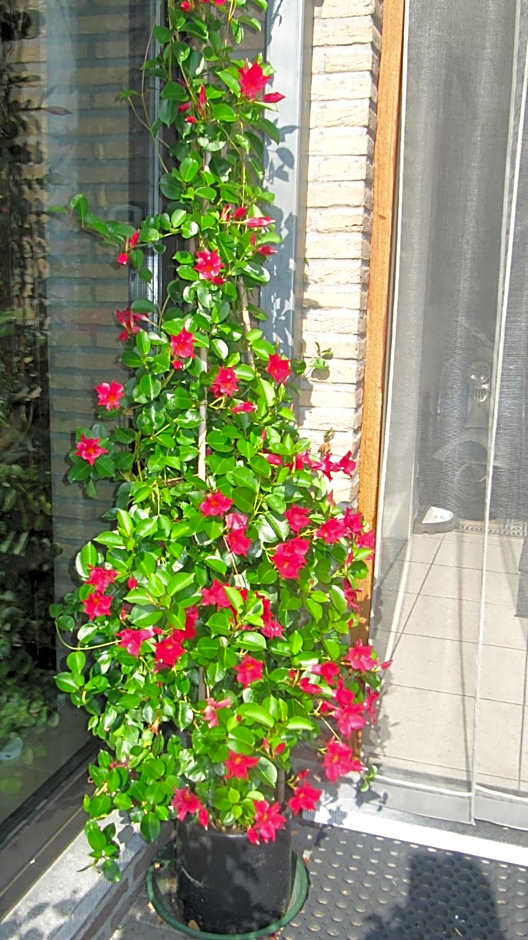 B&B Casa Roman & Vakantiewoning voor 1 pers tot max 32 personen