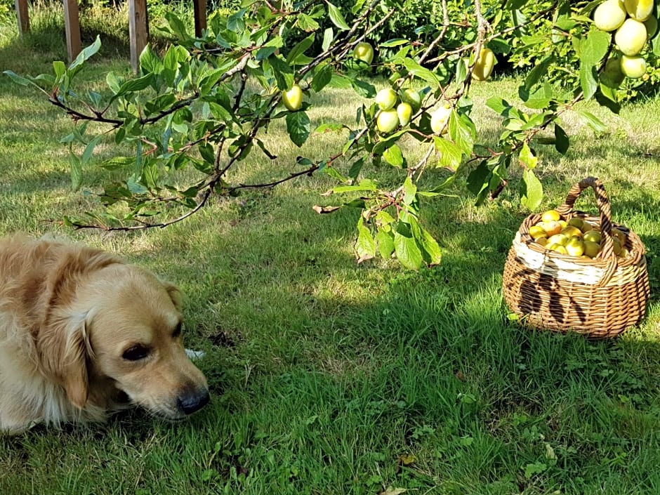 La Minoterie - Studio avec kitchenette et Chambre d'hôtes