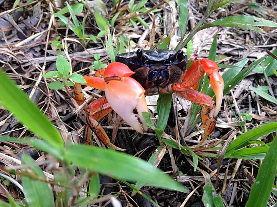 Masokut Surf Camp Siberut