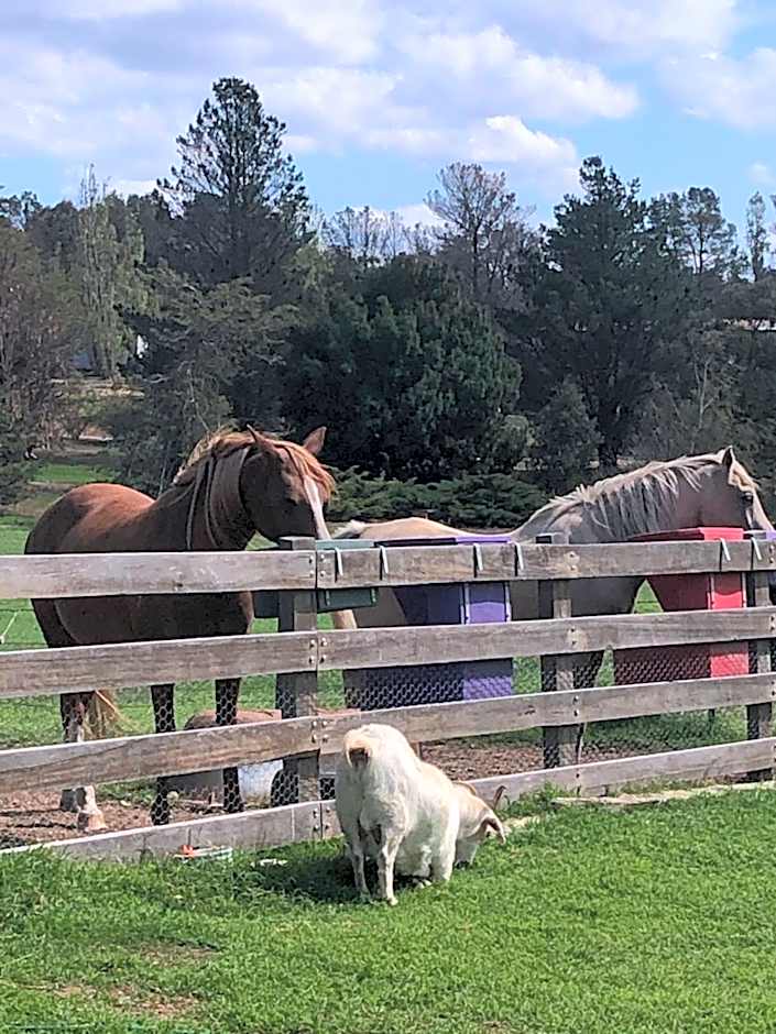 ALPINE COUNTRY MOTEL plus FREE COFFEE