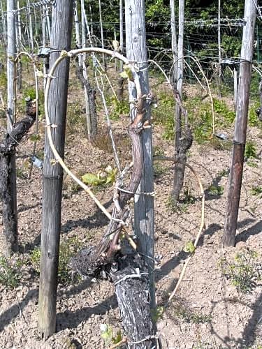 Weinhotel Hubertus Garni