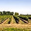 L'Ilot Vignes