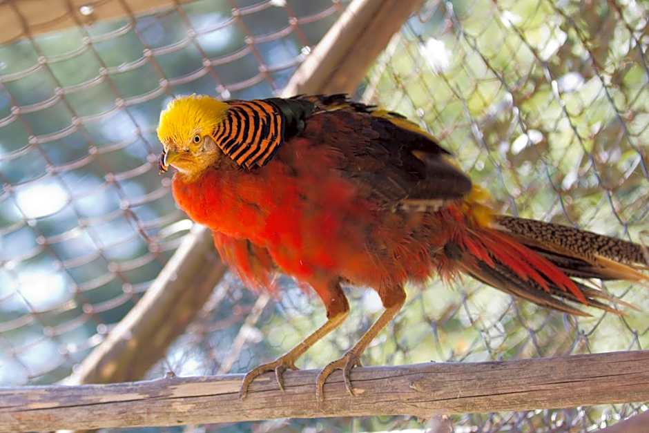 Rusaliite Adventure House