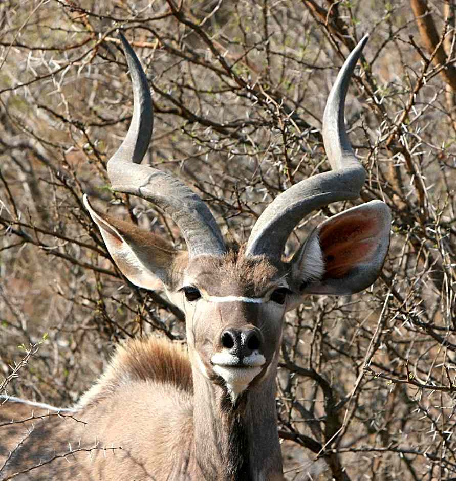 Umzolozolo Private Safari Lodge & Spa