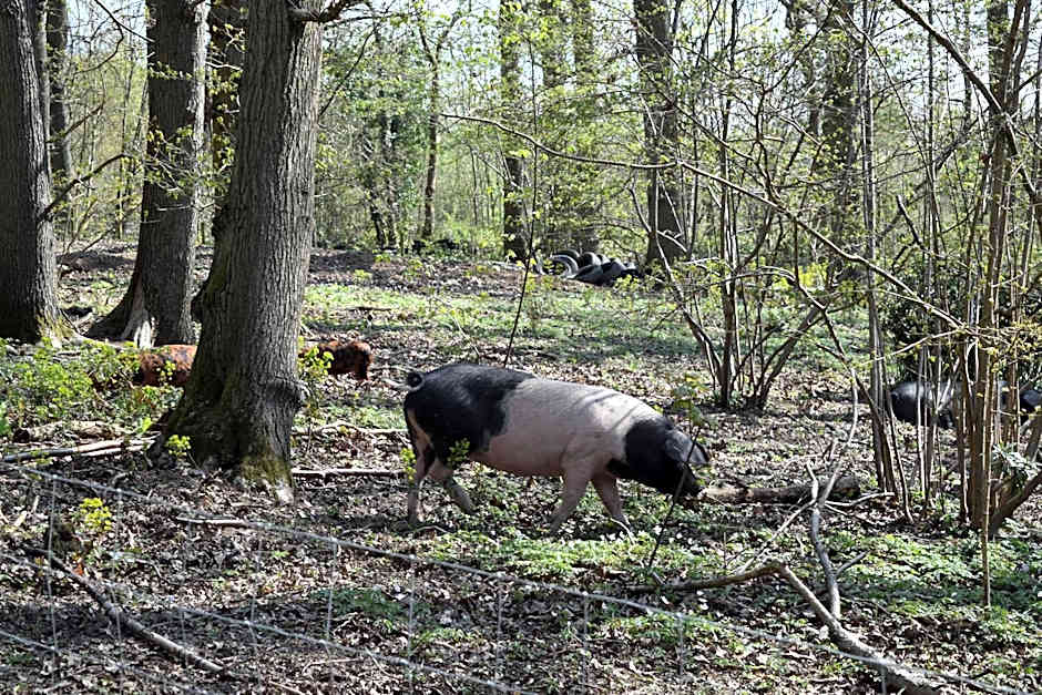 Oakside Lodge Guest House