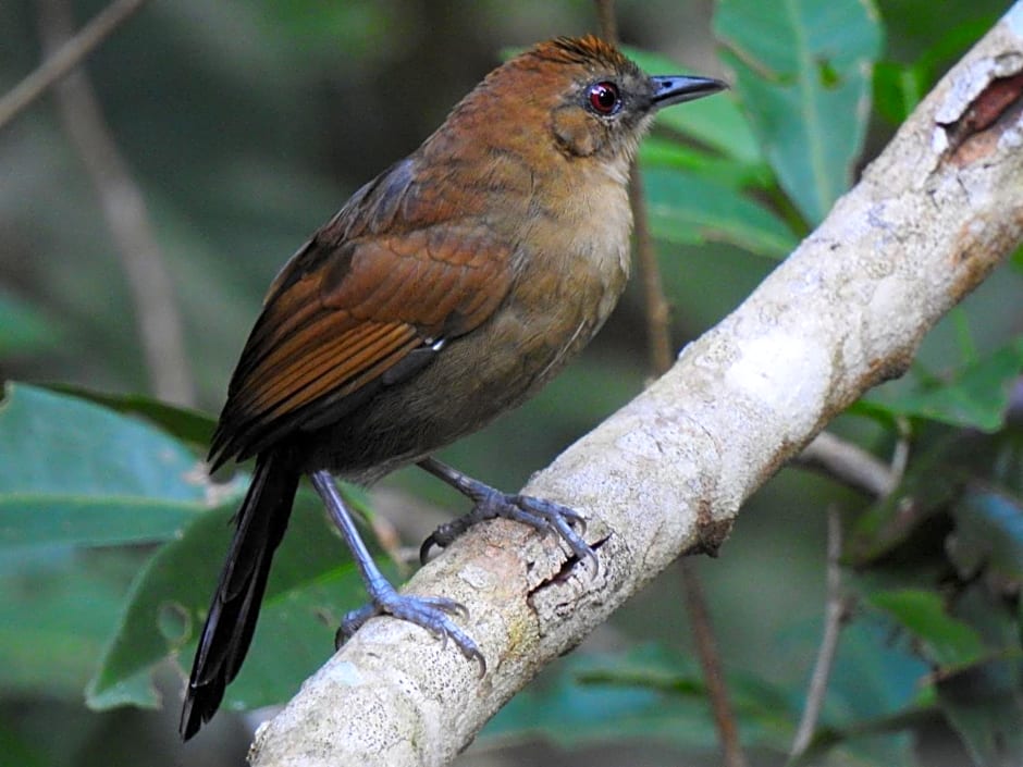 Aruá Observação de Vida Silvestre