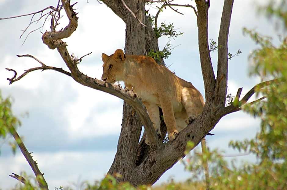 Mara Intrepids Tented Camp
