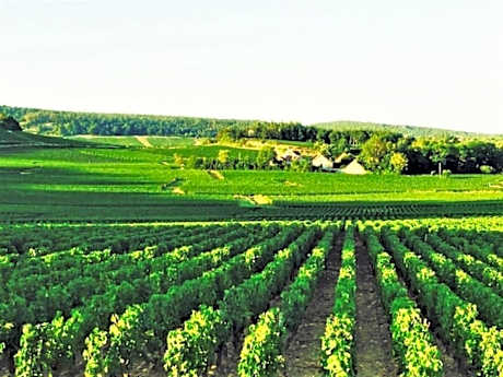 Domaine Pont Juillet