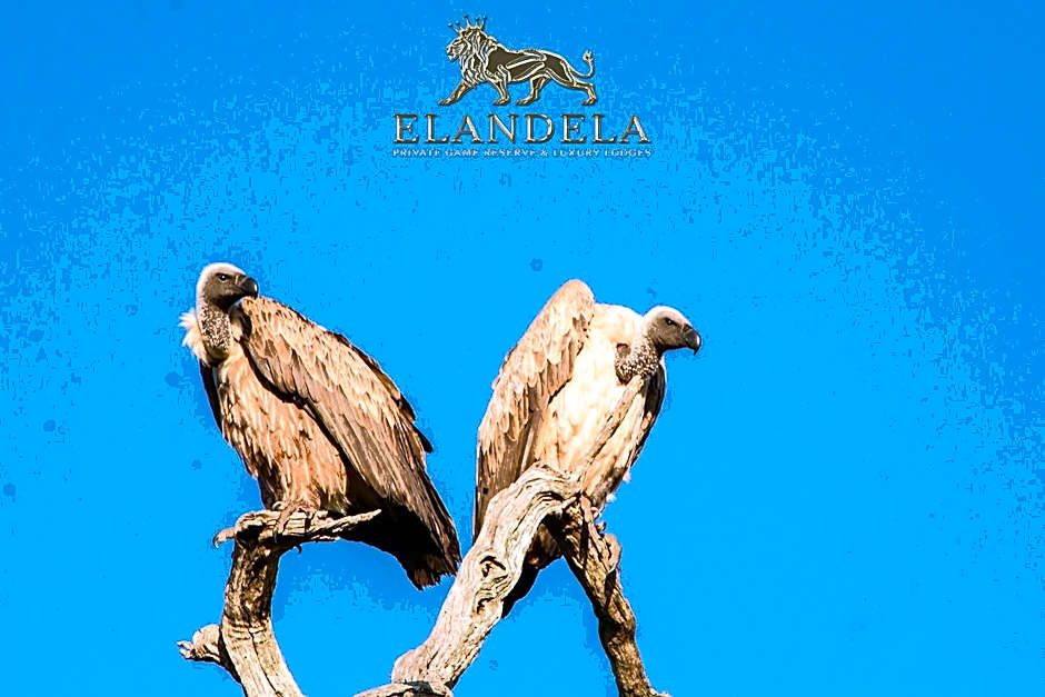Elandela Private Game Reserve and Luxury Lodges Pty Ltd
