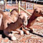 Sandalwood Downs Fabulous Farm Stay TOODYAY