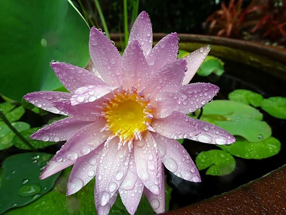 Noosa Valley Manor B&B