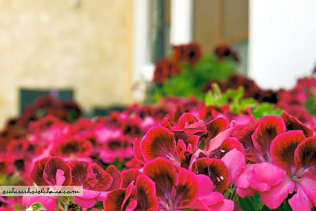 Esthisis suites Chania