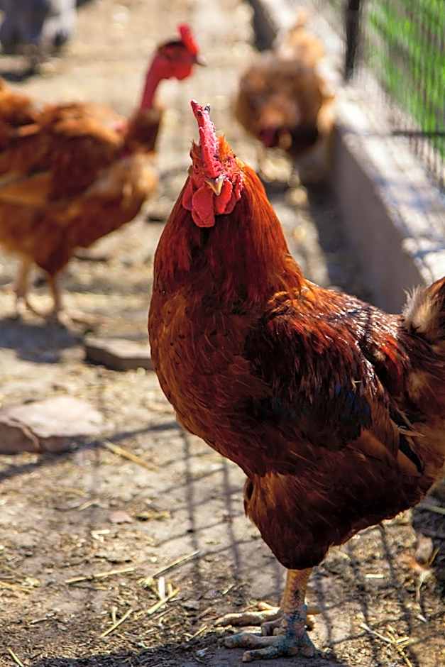 Tornácos Tanya Vendégház*** és Gasztroporta