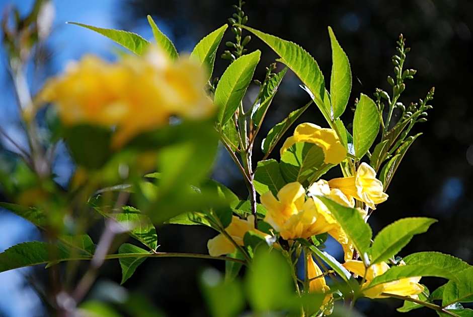 Hotel Dar Zitoune Taroudant