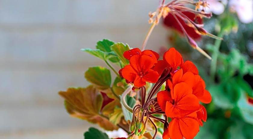 Manudi Glenfallsedge Rest B&B