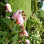 B&B The Roses Garden