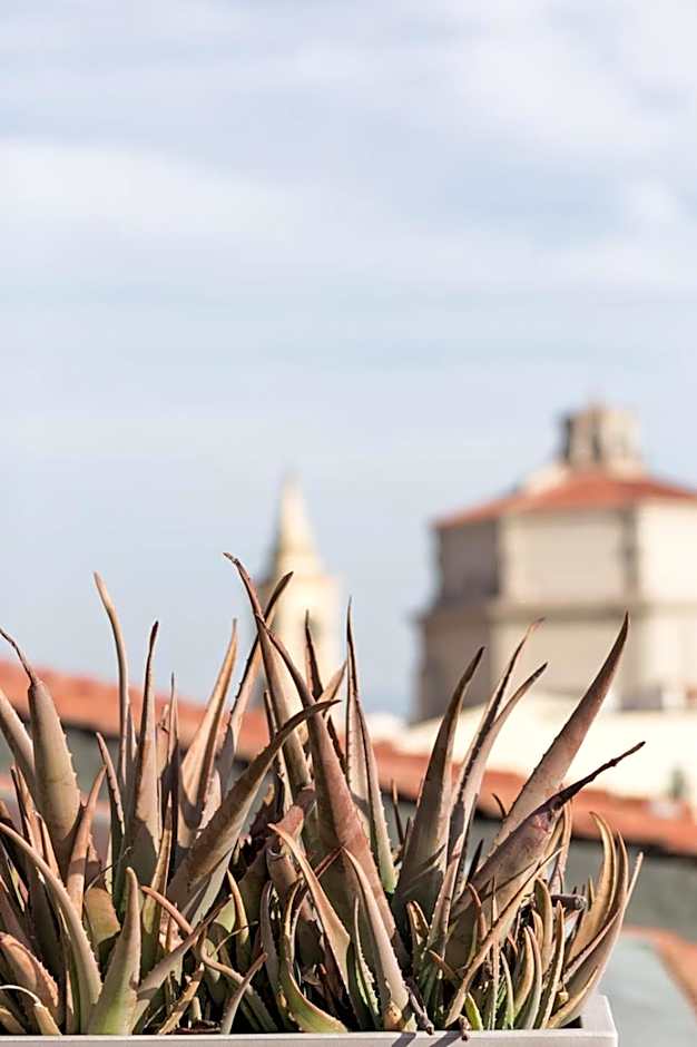 Agave in Città