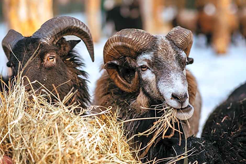 Klimatyczne Domki - Całoroczne