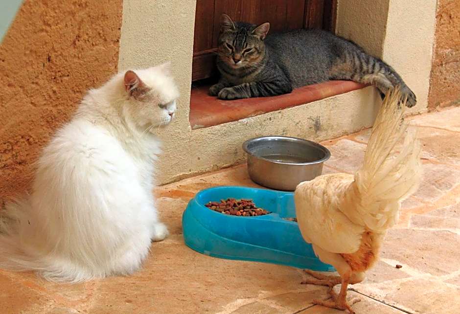 Petit Hotel Es Figueral