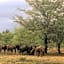 Kigeni Safari Lodge & Spa