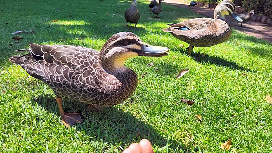 Adamsons Riverside Accommodation