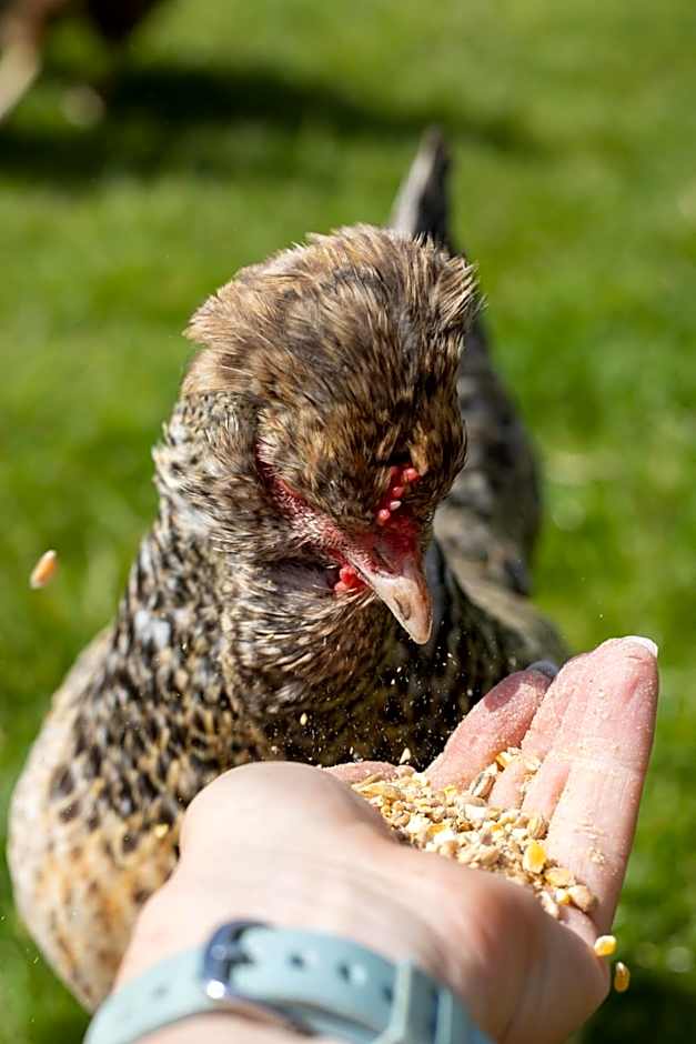 Hostel oder Ferienwohnung 1-16 Personen im BLAUEN HAUS