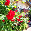 Chambre d'hôtes - Le jardin des Patissons
