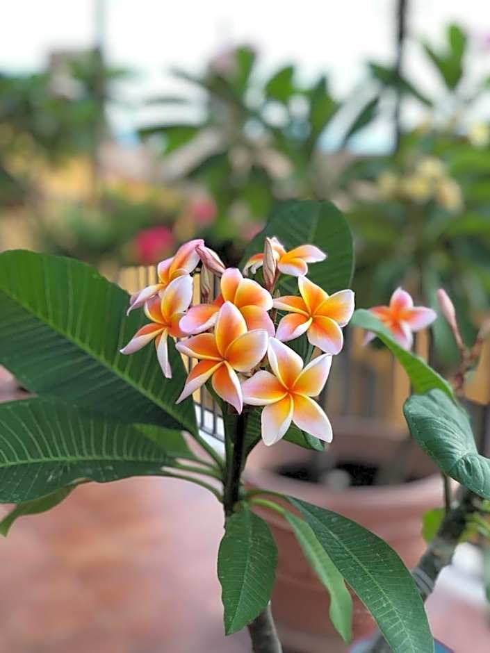 terrazze di montelusa