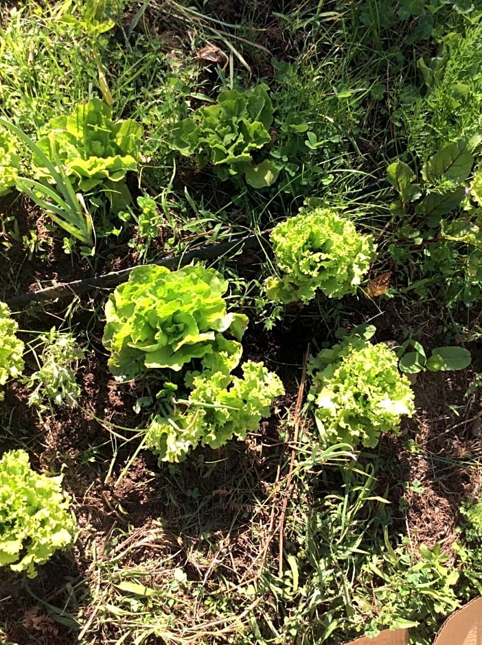 Guest Room Agro-turismo Quinta da Fonte Bed&Breakfast